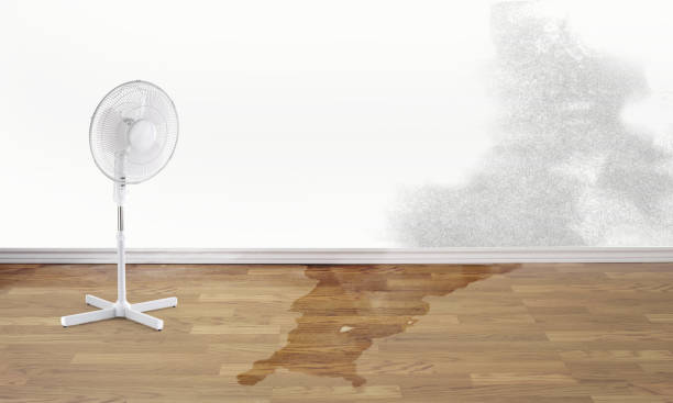 Best Water damage cleanup near me  in Piney Mountain, VA